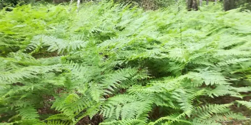 elechos en el bosque de riberaadel valle de josafat