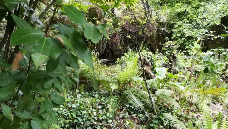 el-bosque-de-ribera-del-valle-josafat_12