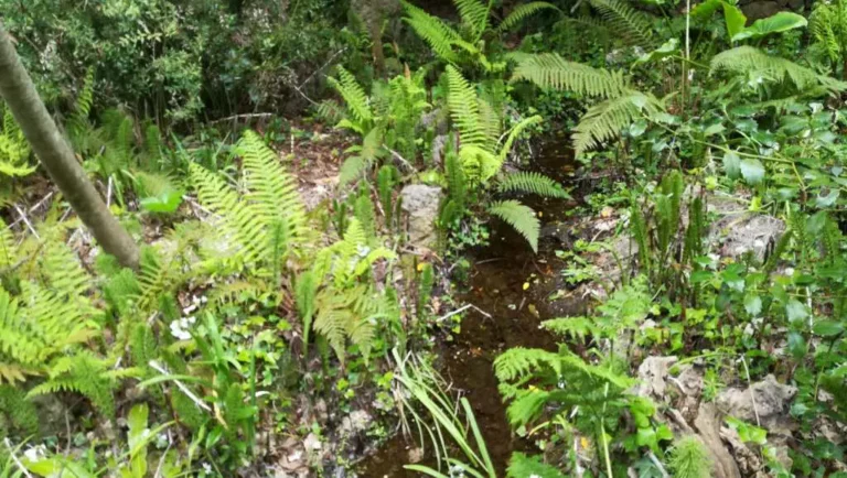el-bosque-de-ribera-del-valle-josafat_13