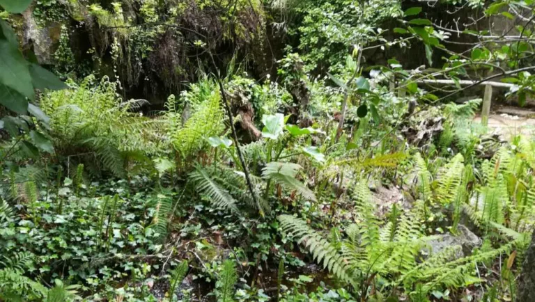 el-bosque-de-ribera-del-valle-josafat_14