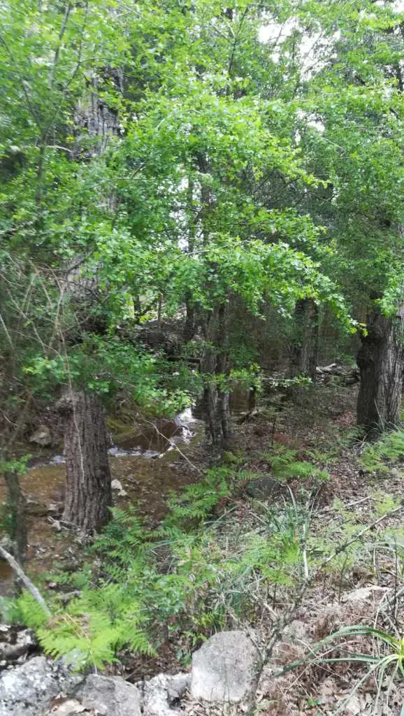 el-bosque-de-ribera-del-valle-josafat_16
