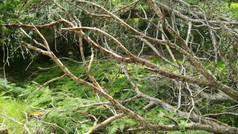 el-bosque-de-ribera-del-valle-josafat_22