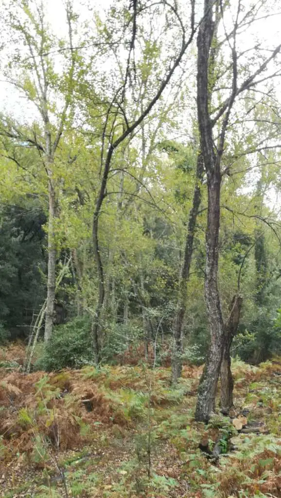 el-bosque-de-ribera-del-valle-josafat_5