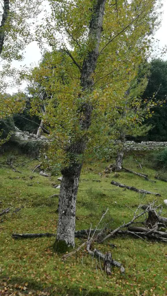 el-bosque-de-ribera-del-valle-josafat_6