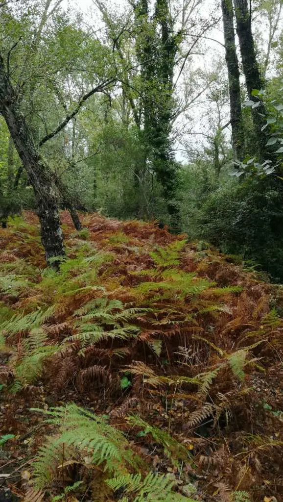 el-bosque-de-ribera-del-valle-josafat_8