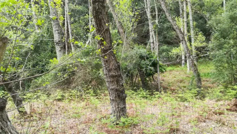 el-bosque-de-ribera-del-valle-josafat_9
