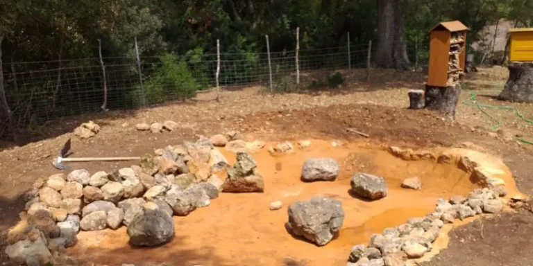 elbuitre-negro-en-mallorca-12