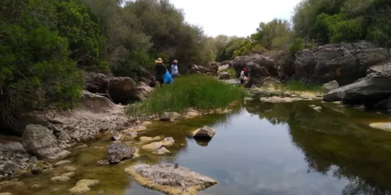 elbuitre-negro-en-mallorca-15