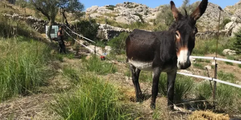 elbuitre-negro-en-mallorca-25