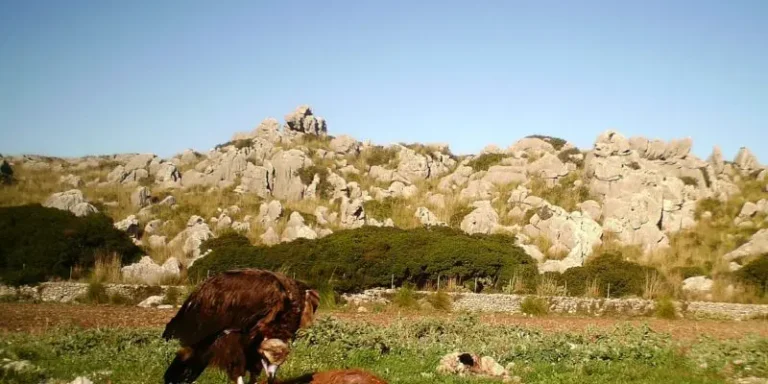 elbuitre-negro-en-mallorca-26