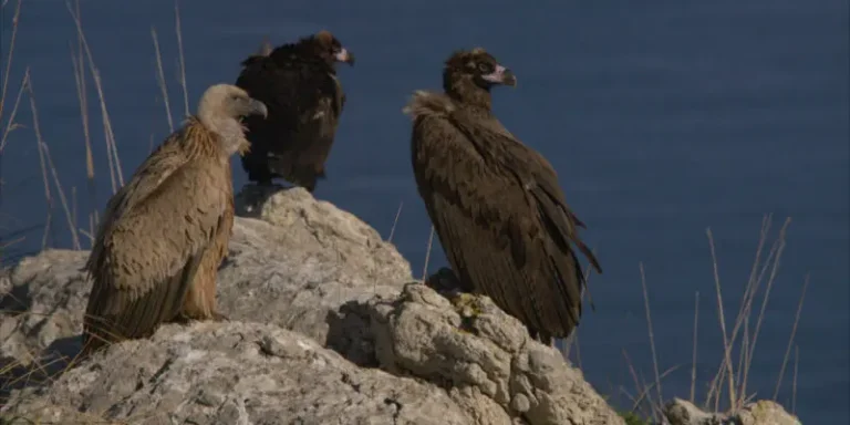elbuitre-negro-en-mallorca-27