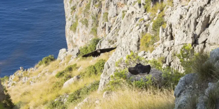 elbuitre-negro-en-mallorca-29