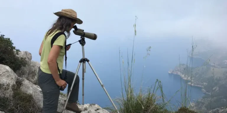 elbuitre-negro-en-mallorca-30