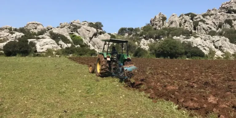 elbuitre-negro-en-mallorca-34