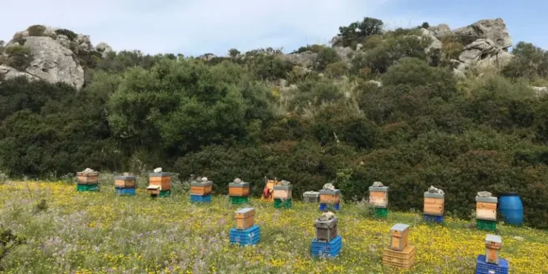 elbuitre-negro-en-mallorca-35