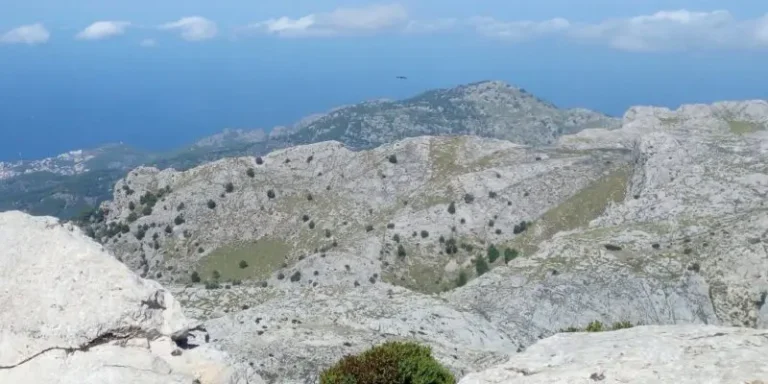 elbuitre-negro-en-mallorca-36