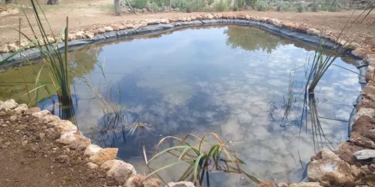 elbuitre-negro-en-mallorca-5