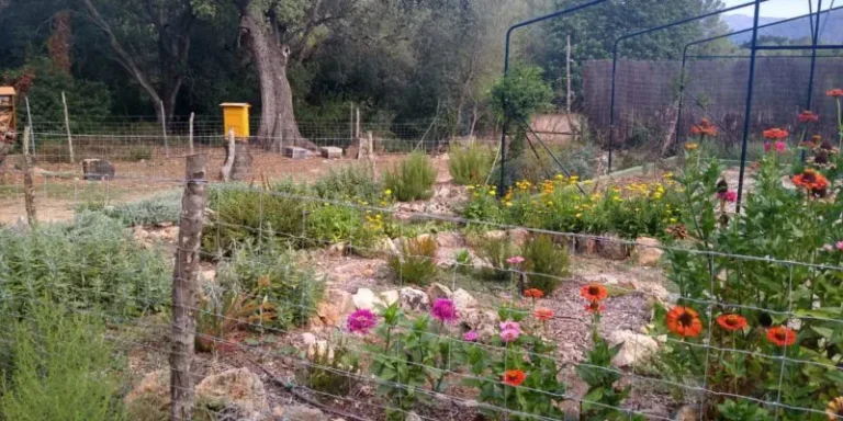 elbuitre-negro-en-mallorca-6