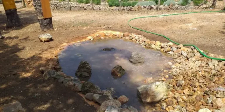 elbuitre-negro-en-mallorca-8