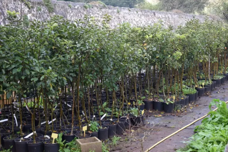 Árboles de Algendar_10