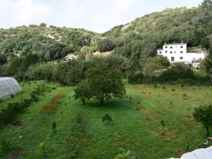 esy¡tudiantes cuidando de frutos en los voluntarias cuidan arboles de algendar, mantenindo vivo las variedades de menorca