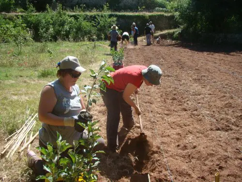 voluntarias cuidan arboles de algendar, mantenindo vivo las variedades de menorca