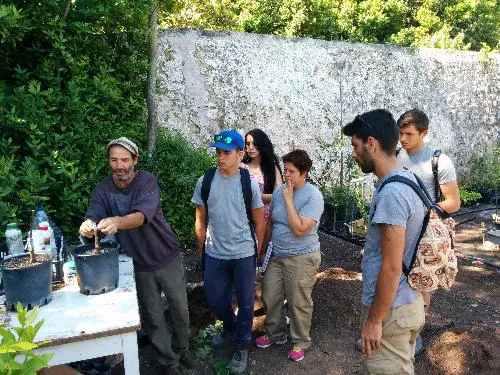 esy¡tudiantes cuidando de frutos en los voluntarias cuidan arboles de algendar, mantenindo vivo las variedades de menorca