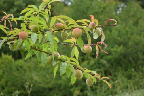 frutos en los voluntarias cuidan arboles de algendar, mantenindo vivo las variedades de menorca