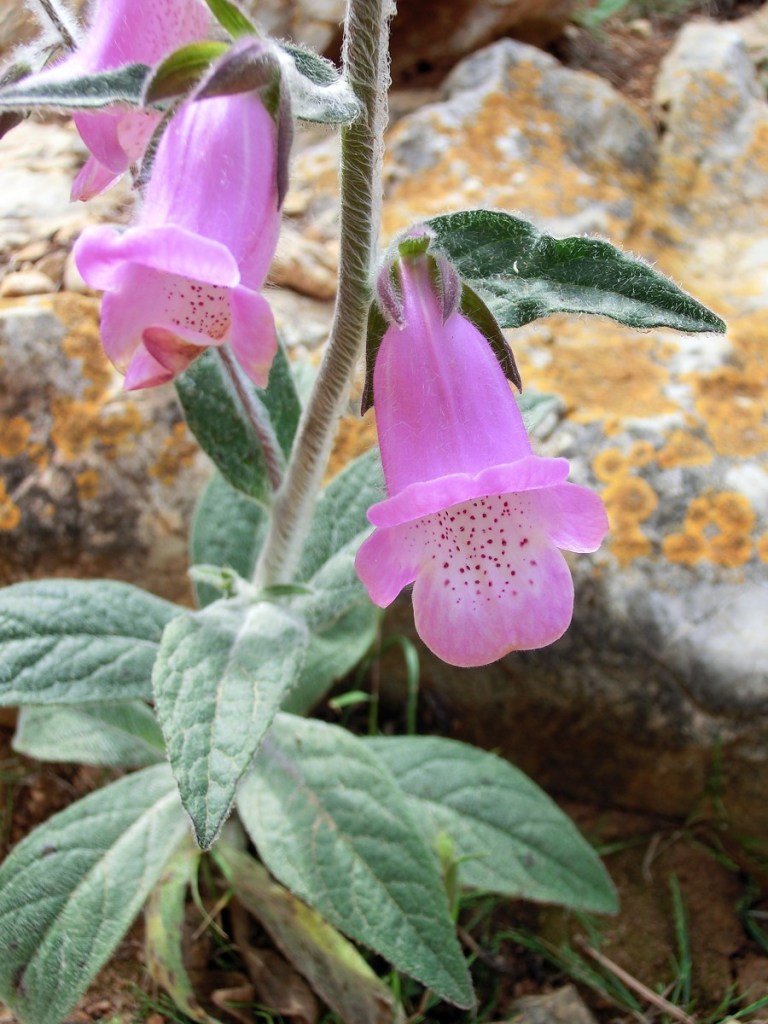 Custodiar pequeñas reservas de flora singular