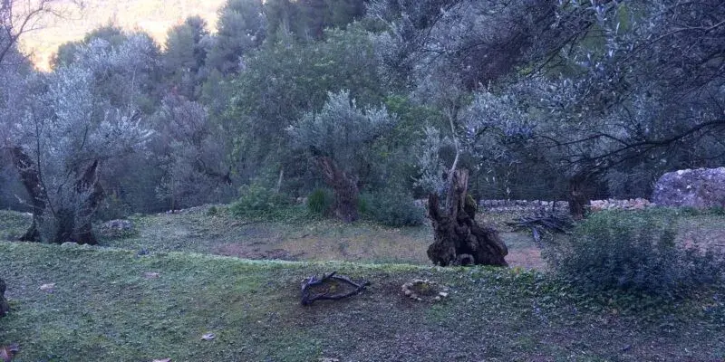 Los scouts se ponen manos a la obra por el territorio