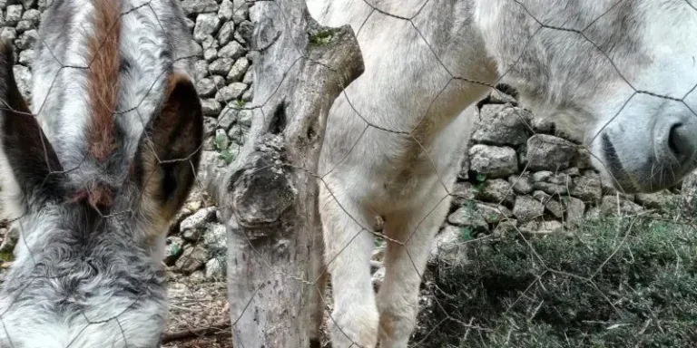 feim_barranc_9
